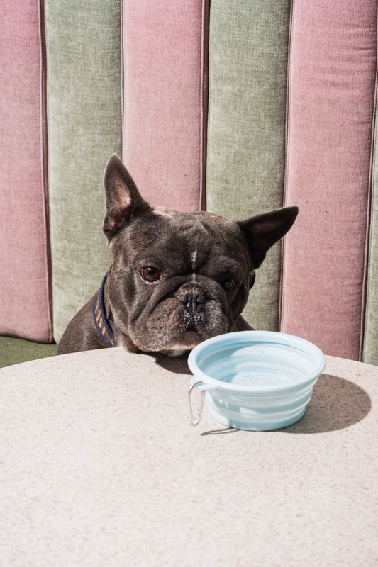 Dog Bowls